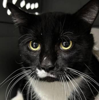 Baba -  Domestic Short Hair Cat for Adoption in Des Moines, Iowa - Baba | PetCurious