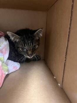 Rescue Domestic Short Hair Cats for Adoption in West Chester, Pennsylvania - Birch | PetCurious