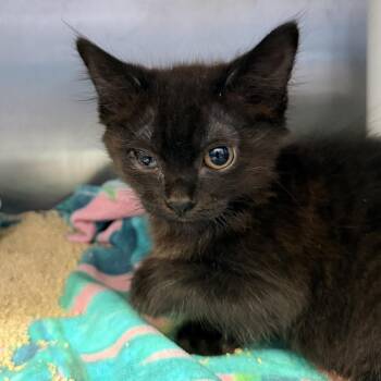 Zooble -  Domestic Short Hair Cat for Adoption in Palm Springs, California - Zooble | PetCurious