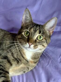 Rescue Domestic Short Hair Cats for Adoption in Decatur, Illinois - Country Crock | PetCurious