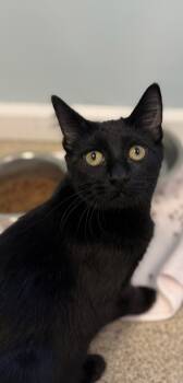 Rescue Domestic Short Hair Cats for Adoption in Harbor Springs, Michigan - Barracuda | PetCurious