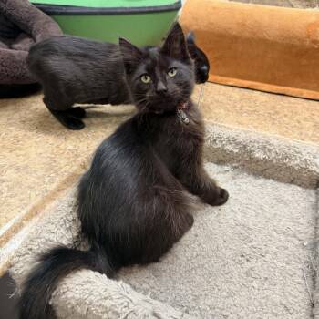 Domestic Medium Hair Cats Available for Adoption - Vinyl | PetCurious