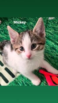 Mickey The Country Crew) -  Domestic Short Hair Cat for Adoption in Telford, Pennsylvania - Mickey The Country Crew) | PetCurious