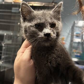 Domestic Short Hair Cats Available for Adoption in Chattanooga, Tennessee - Kefir | PetCurious