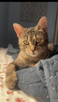 Buttercup -  Tabby Cat for Adoption in Wyandotte, Michigan - Buttercup | PetCurious