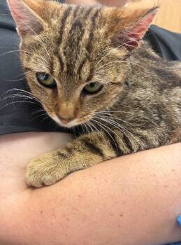 Domestic Short Hair Cats Available for Adoption in Hartsville, South Carolina - Ivy | PetCurious