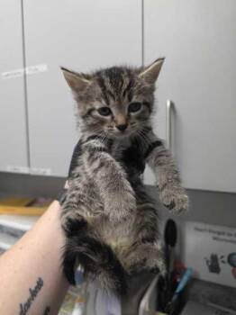 Anaheim -  Domestic Short Hair Cat for Adoption in Sevierville, Tennessee - Anaheim | PetCurious