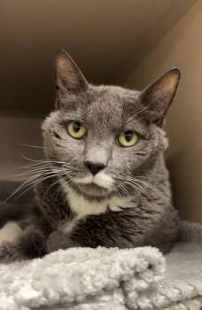 Domestic Short Hair Cats Available for Adoption in New Hope, Pennsylvania - Belle | PetCurious