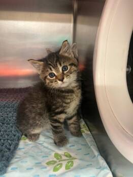 Domestic Medium Hair Cats Available for Adoption in Mineral, Virginia - June-yellow | PetCurious
