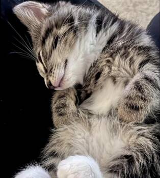 Tookie -  Domestic Short Hair Cat for Adoption in Eugene, Oregon - Tookie | PetCurious