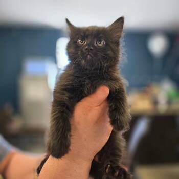 Chaca -  Domestic Short Hair Cat for Adoption in Jasper, Indiana - Chaca | PetCurious