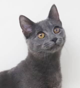 Frijol is FANTASTIC - super cutie silver angel snugglebug -  Russian Blue Cat for Adoption in Bedford Hills, New York - Frijol Is FANTASTIC - Super Cutie Silver Angel Snugglebug | PetCurious