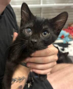 Skoll -  Domestic Short Hair Cat for Adoption in Raleigh, North Carolina - Skoll | PetCurious