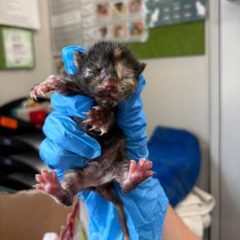 Domestic Short Hair Cats Available for Adoption in Columbiana, Alabama - Strawberry Yogurt (NOT AVAILABLE - IN FOSTER CARE) | PetCurious