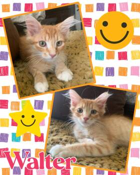 Walter -  Tabby Cat for Adoption in Pasco, Washington - Walter | PetCurious
