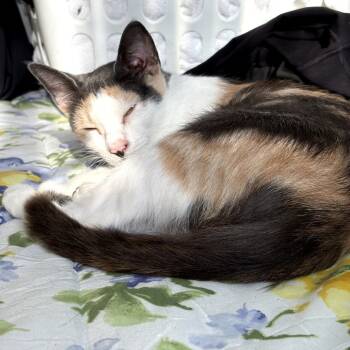 Rescue Domestic Short Hair Cats for Adoption in Toledo, Ohio - Mama | PetCurious