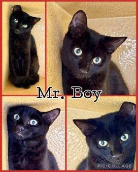 MR BOY -  Tabby Cat for Adoption in Lawton, Oklahoma - MR BOY | PetCurious