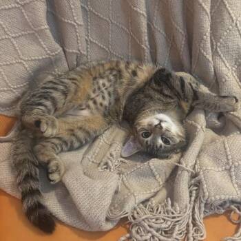 American Shorthair Cats Available for Adoption - Broccoli Cheddar | PetCurious