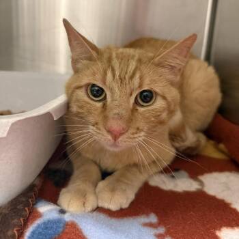 Felix -  American Shorthair Cat for Adoption in Cody, Wyoming - Felix | PetCurious
