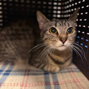 Ke$ha -  Domestic Short Hair Cat for Adoption in Spokane, Washington - Ke$ha | PetCurious