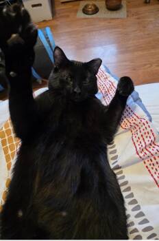 Domestic Short Hair Cats Available for Adoption - Jack ( Affectionate, & Playful ) | PetCurious