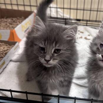 Sansa -  Domestic Long Hair Cat for Adoption in Branson, Missouri - Sansa | PetCurious