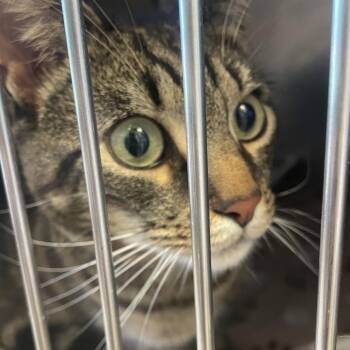 Ugi -  Domestic Short Hair Cat for Adoption in Gloucester, Virginia - Ugi | PetCurious