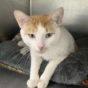 Tiger -  Domestic Short Hair Cat for Adoption in Standish, Michigan - Tiger | PetCurious