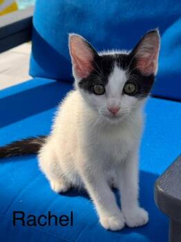 Rachel -  Domestic Short Hair Cat Available for Adoption in West Palm Beach, Florida - Rachel | PetCurious