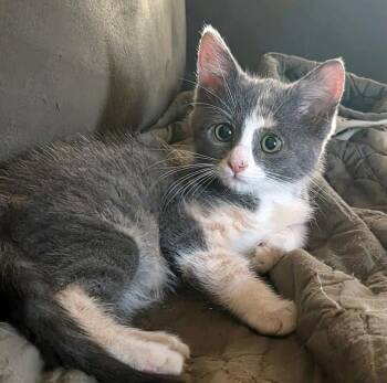 Dixie Rose (AO36448) -  Domestic Short Hair Cat for Adoption in Kansas City, Kansas - Dixie Rose (AO36448) | PetCurious