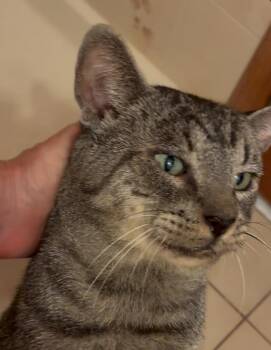 Rescue Domestic Short Hair Cats for Adoption in Spotswood, New Jersey - MUTLEY | PetCurious