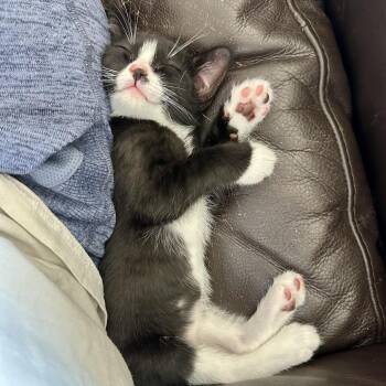 Cummerbund -  Domestic Short Hair Cat Available for Adoption in Elfin Forest, California - Cummerbund | PetCurious