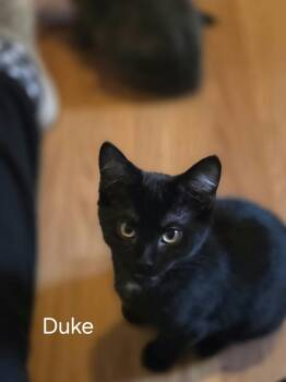 Duke -  Domestic Short Hair and Russian Blue Cat for Adoption in Winnipeg, Manitoba - Duke | PetCurious