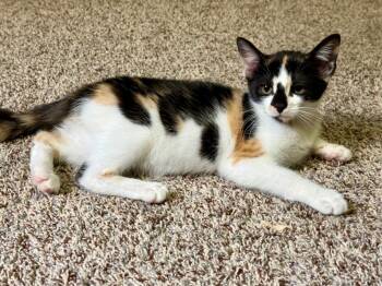 Cinnamon -  Domestic Short Hair Cat for Adoption in Lemoyne, Pennsylvania - Cinnamon | PetCurious