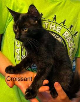 Croissant -  Domestic Short Hair Cat for Adoption in Beatrice, Nebraska - Croissant | PetCurious