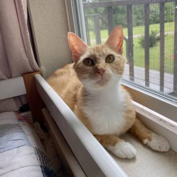 Sunbeam -  Domestic Short Hair Cat for Adoption in Bentonville, Arkansas - Sunbeam | PetCurious