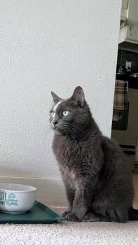 Marie -  Domestic Short Hair Cat for Adoption in Bellevue, Washington - Marie | PetCurious