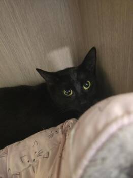 Morticia -  Domestic Short Hair Cat for Adoption in Vancouver, Washington - Morticia | PetCurious
