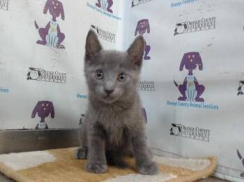 Domestic Short Hair Cats Available for Adoption in Orlando, Florida - A597639 | PetCurious