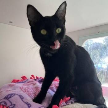 Paula -  Domestic Short Hair Cat for Adoption in Wheaton, Illinois - Paula | PetCurious