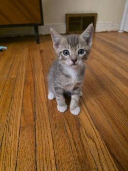 Sir Pounce A lot -  Domestic Short Hair Cat for Adoption in Cloquet, Minnesota - Sir Pounce A Lot | PetCurious