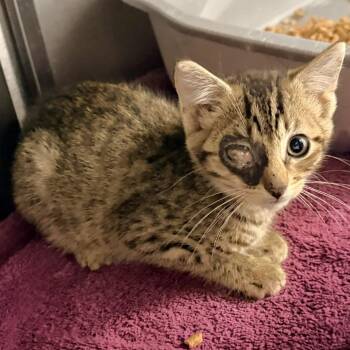Rodney -  Domestic Short Hair Cat for Adoption in Warrensburg, Missouri - Rodney | PetCurious