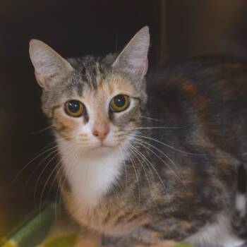 Mama Moo -  Domestic Short Hair Cat for Adoption in Belleville, Illinois - Mama Moo | PetCurious