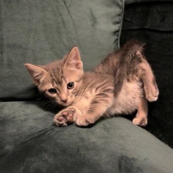 Muskrat -  Domestic Short Hair Cat for Adoption in Garfield, Arkansas - Muskrat | PetCurious