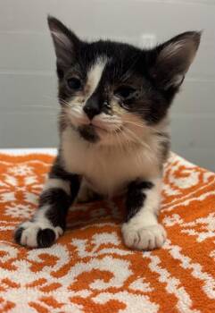 SOUP -  Domestic Short Hair Cat for Adoption in Indianapolis, Indiana - SOUP | PetCurious