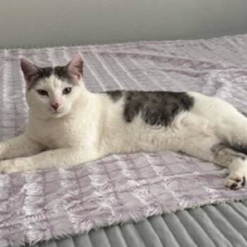 Domestic Short Hair Cats Available for Adoption - TeddyBear | PetCurious