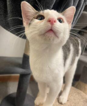 Rescue Domestic Short Hair Cats for Adoption in Indiana, Pennsylvania - Turbo | PetCurious