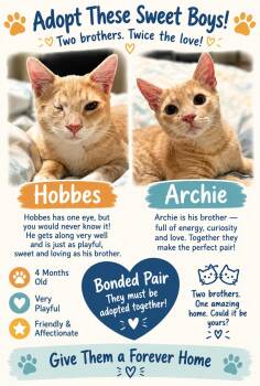 Hobbes -  Domestic Short Hair Cat for Adoption - Hobbes | PetCurious