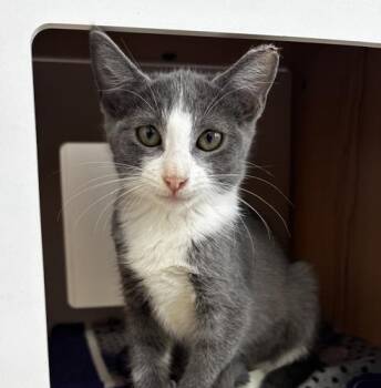 Clover -  Domestic Short Hair Cat for Adoption in Lafayette, Louisiana - Clover | PetCurious