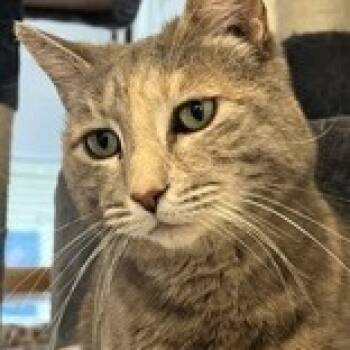 Rescue Domestic Short Hair Cats for Adoption in Gloucester, Virginia - Amren | PetCurious